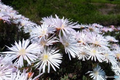 真っ白な花