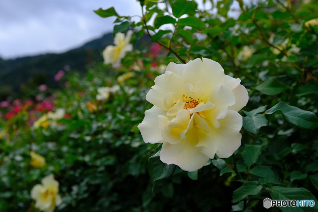 レモン色の薔薇
