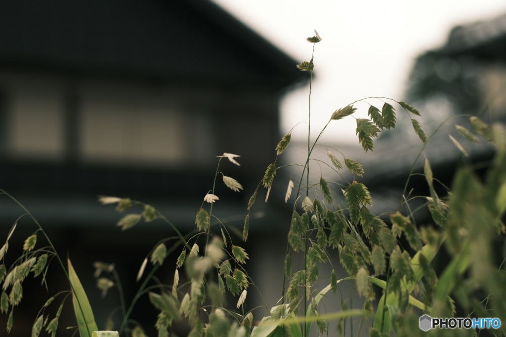 オールドレンズで　オオツ麦