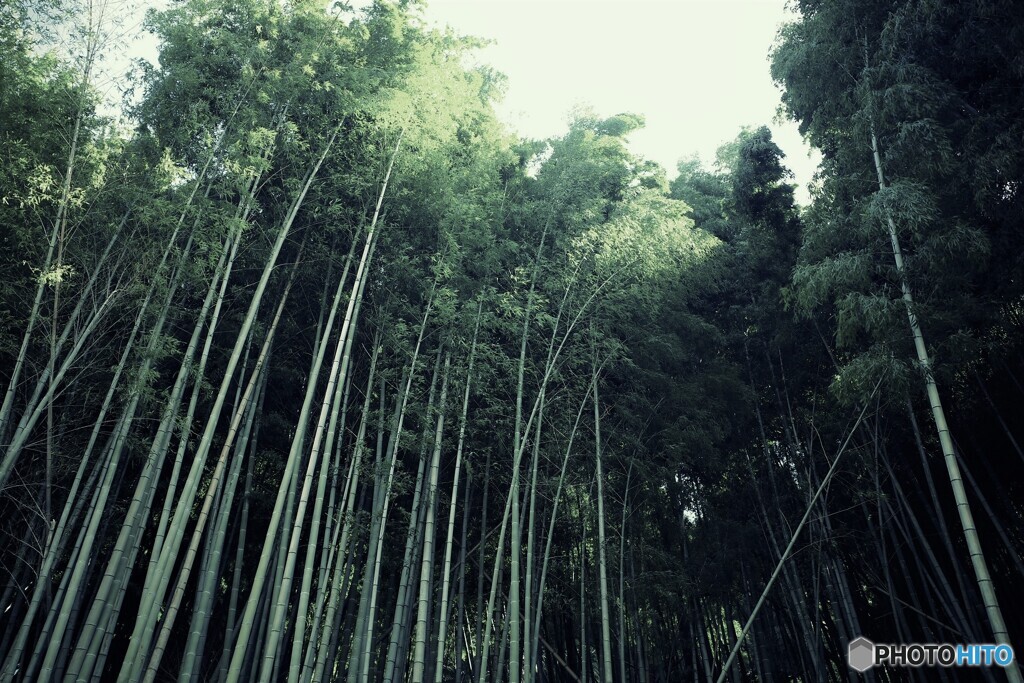竹林