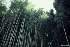 竹林