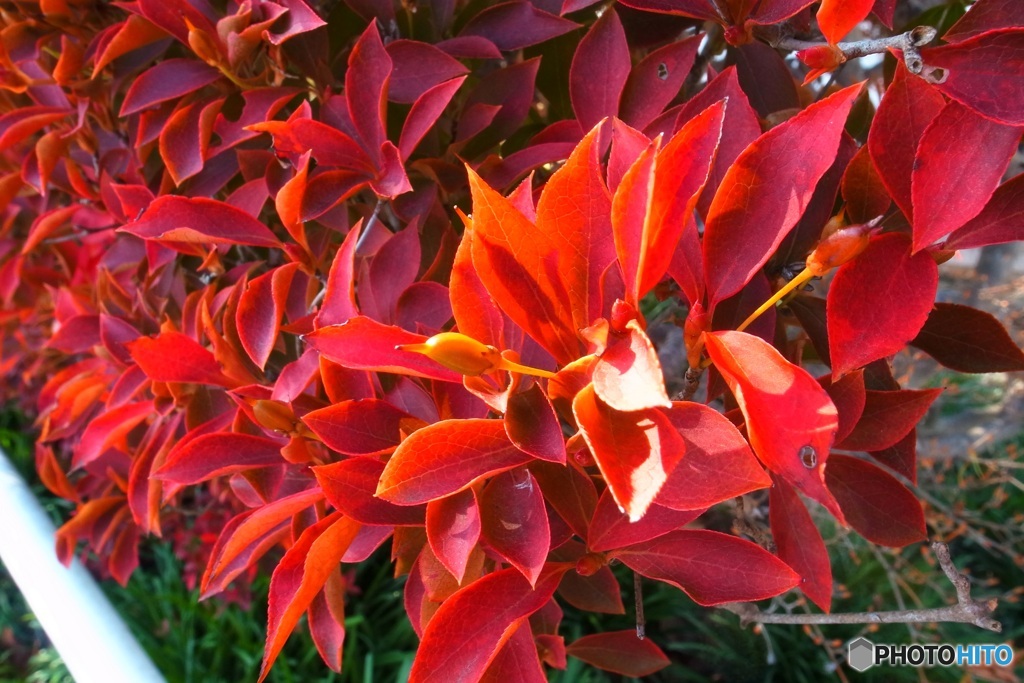 ドウダンツツジ 紅葉