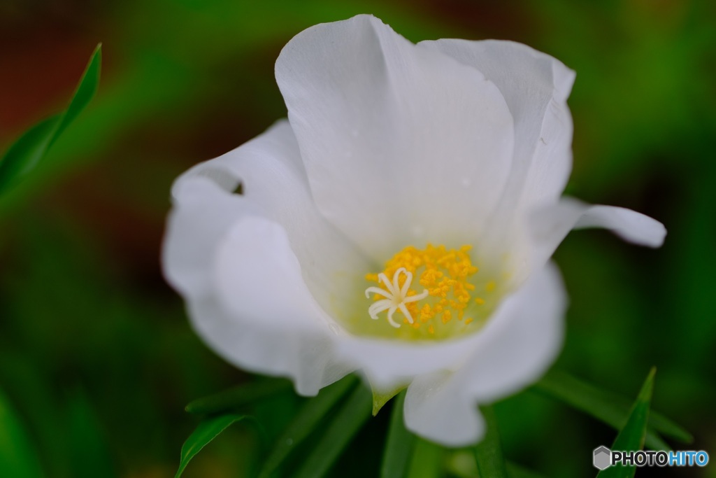 マツバボタン  white
