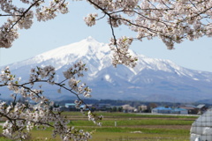 岩木山と桜