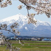 岩木山と桜