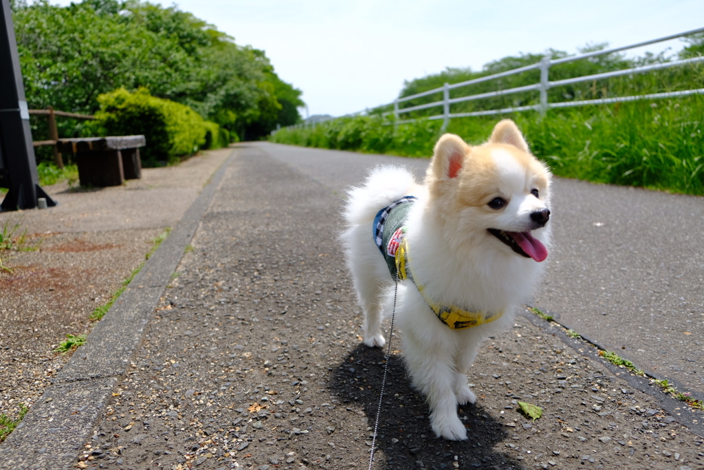 お散歩