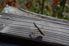 カマキリ