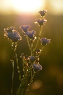 夕日の花