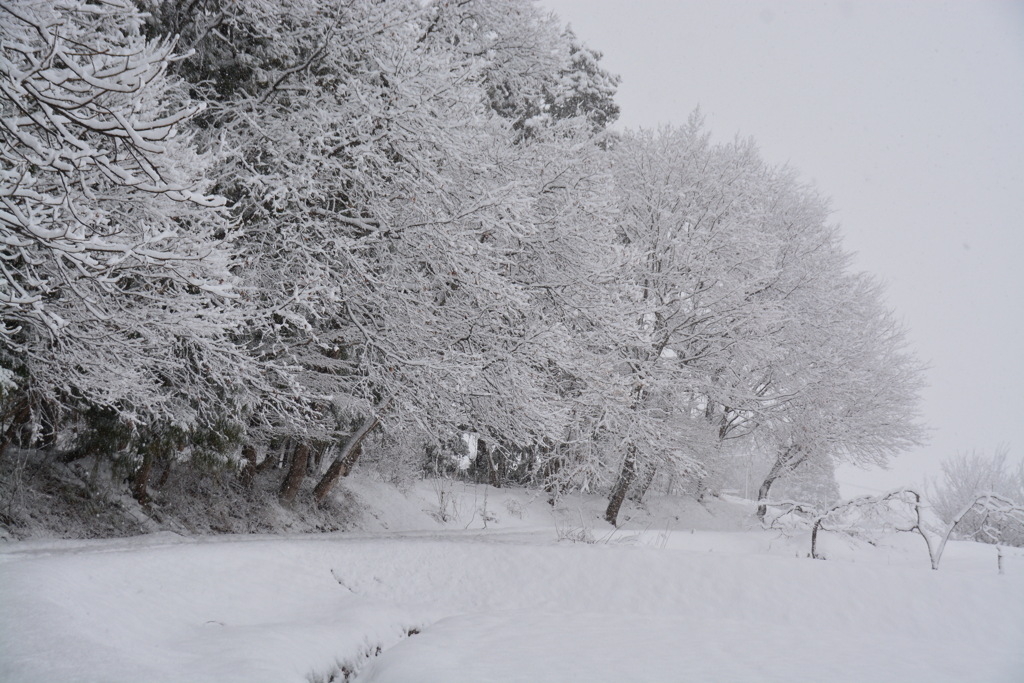 雪化粧