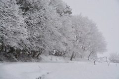 雪化粧