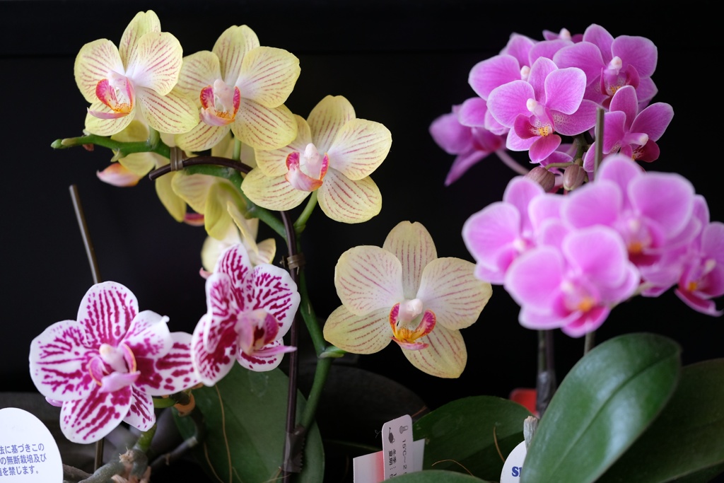 8071C15F-D65A-4154-BD95-ADDB4AA71881