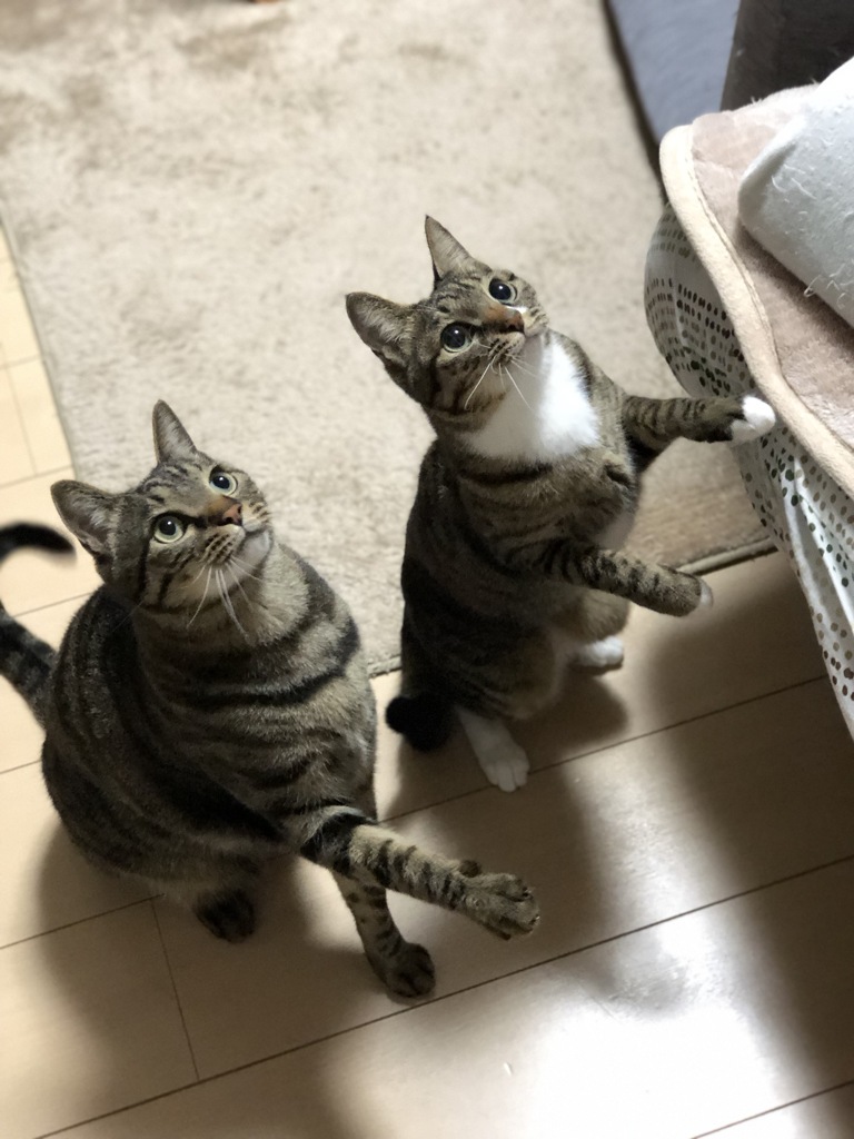 ねこじゃらし②