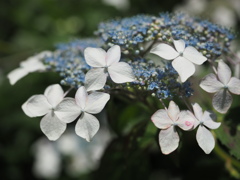 ＠小宮公園③