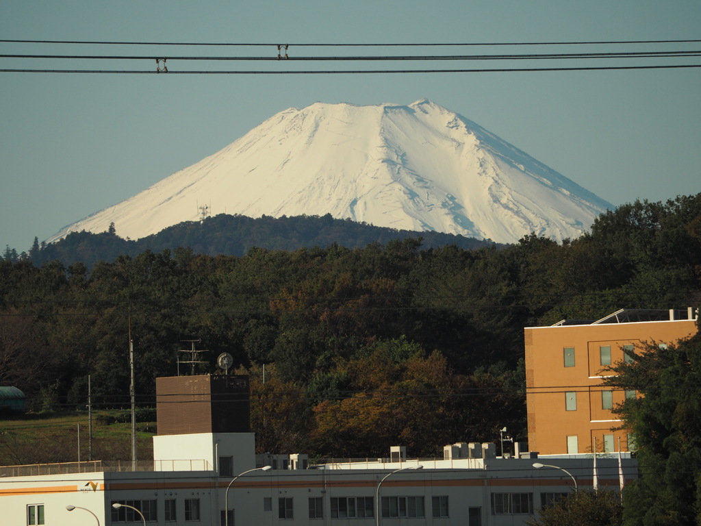 冠雪