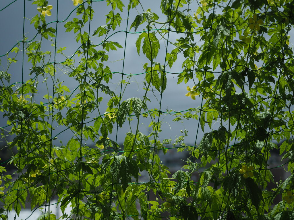 台風①