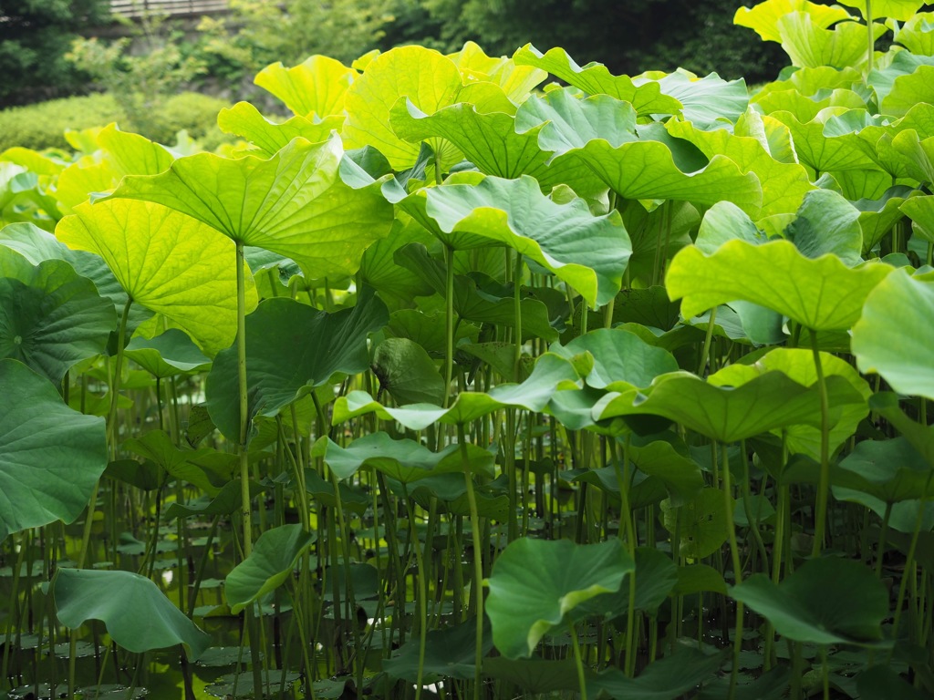 花week番外編