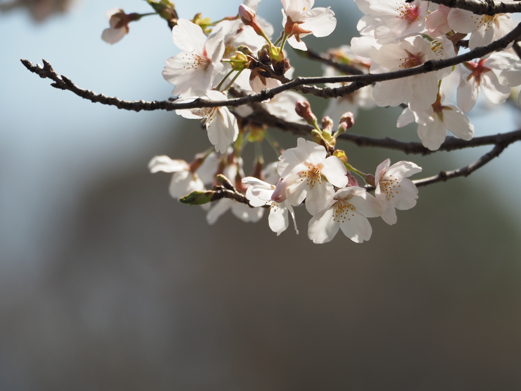 桜