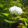 花week⑥