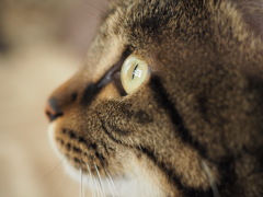 猫の目