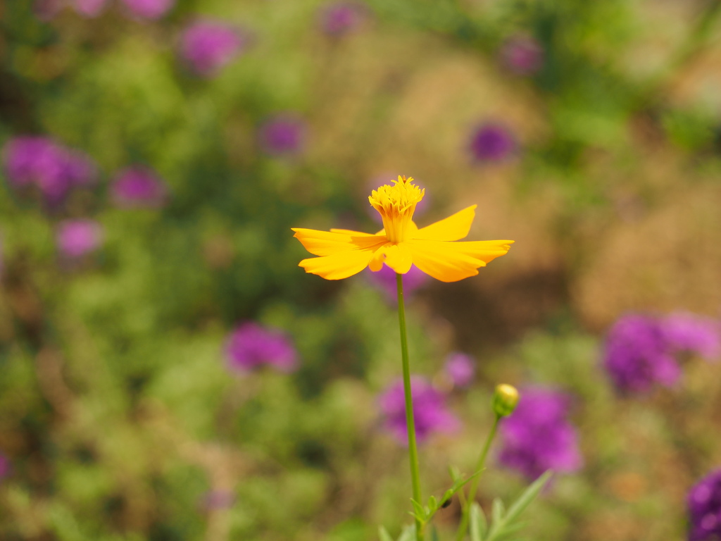 道端の花③