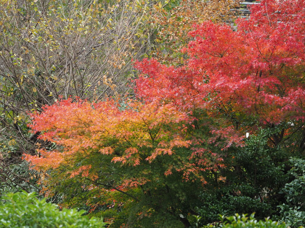 近所の公園③