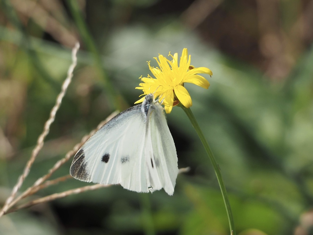 花にちょん、土にちょん①