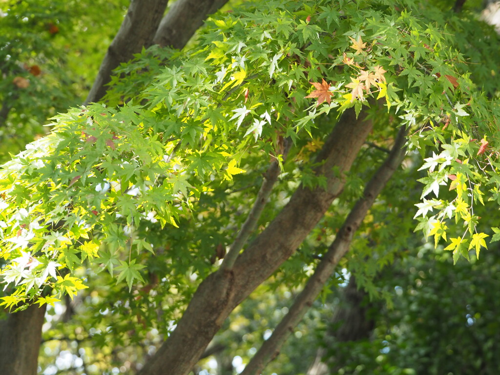 近所の公園①