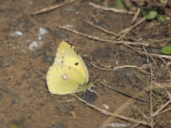 花にちょん、土にちょん②