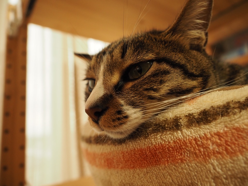 つな、多分そろそろ寝る