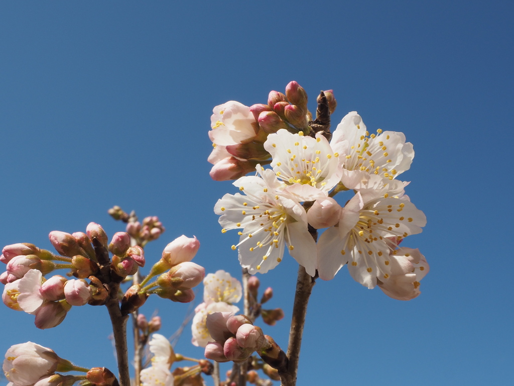 桜桃