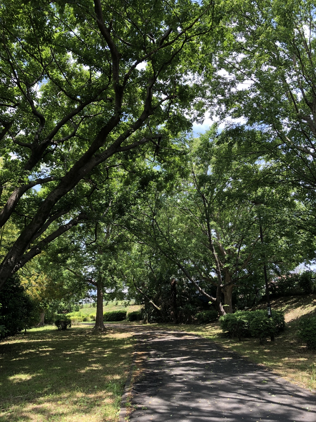 川沿いの公園