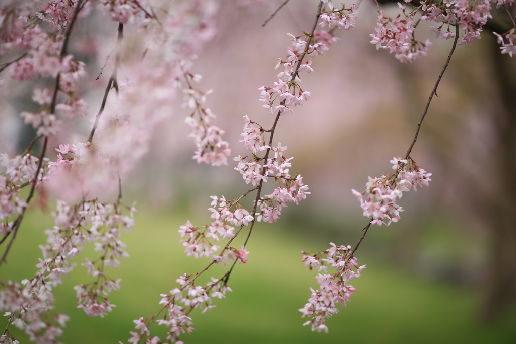 桜色
