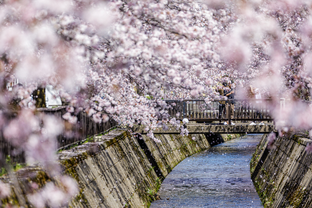 桜と小川