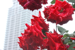 大阪　中之島　雨の薔薇