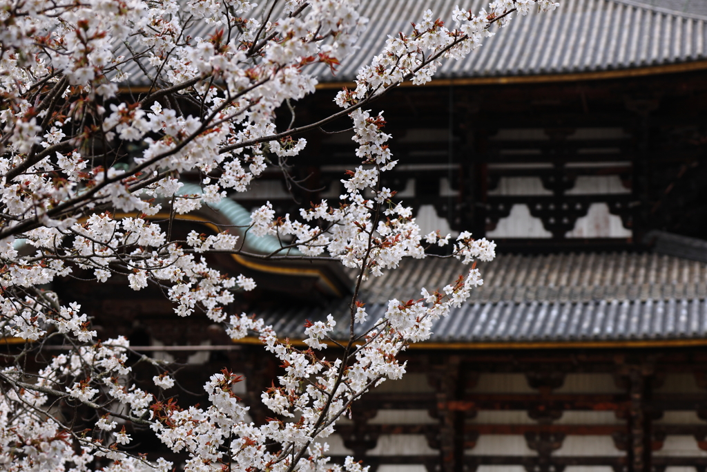 桜と東大寺