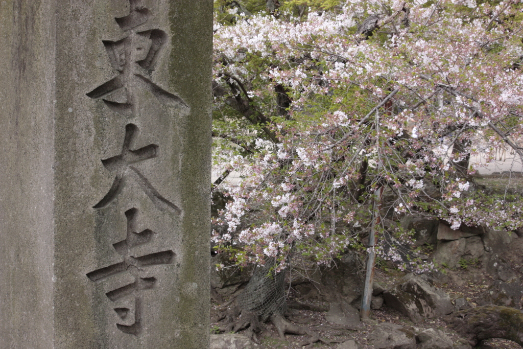 東大寺の桜