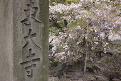 東大寺の桜