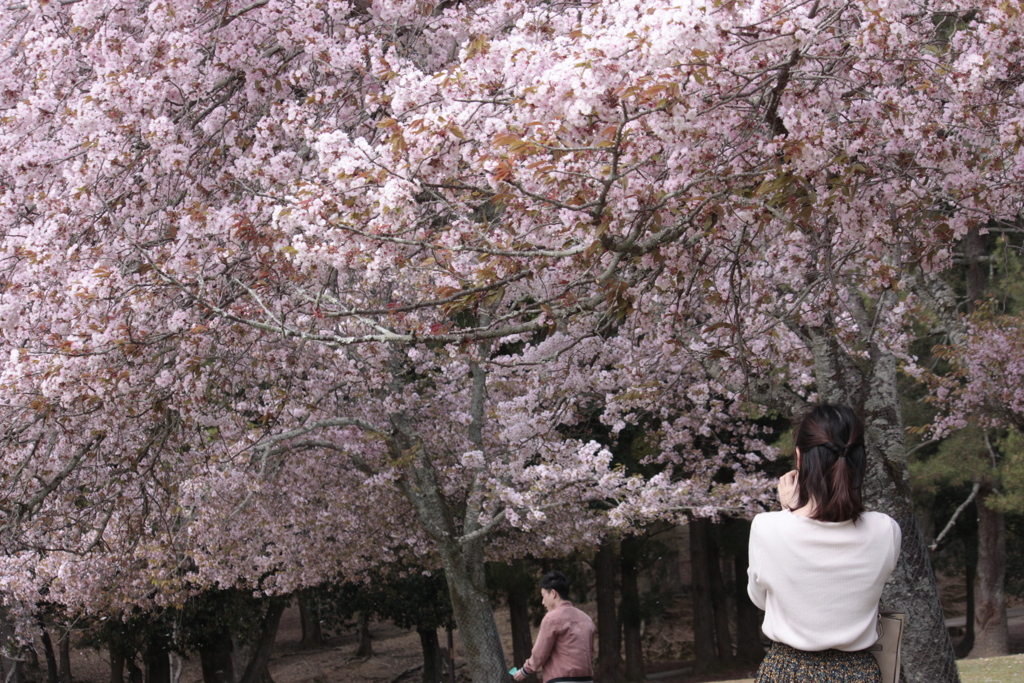 桜への感銘