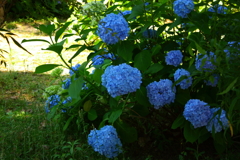 四天王寺の紫陽花