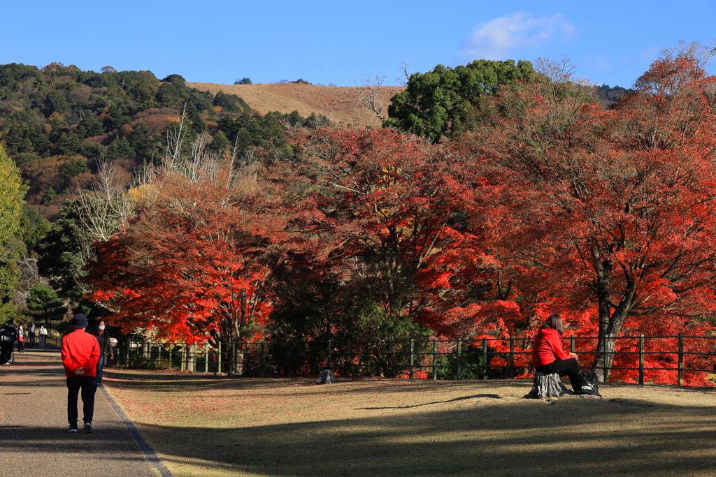 東大寺の紅葉