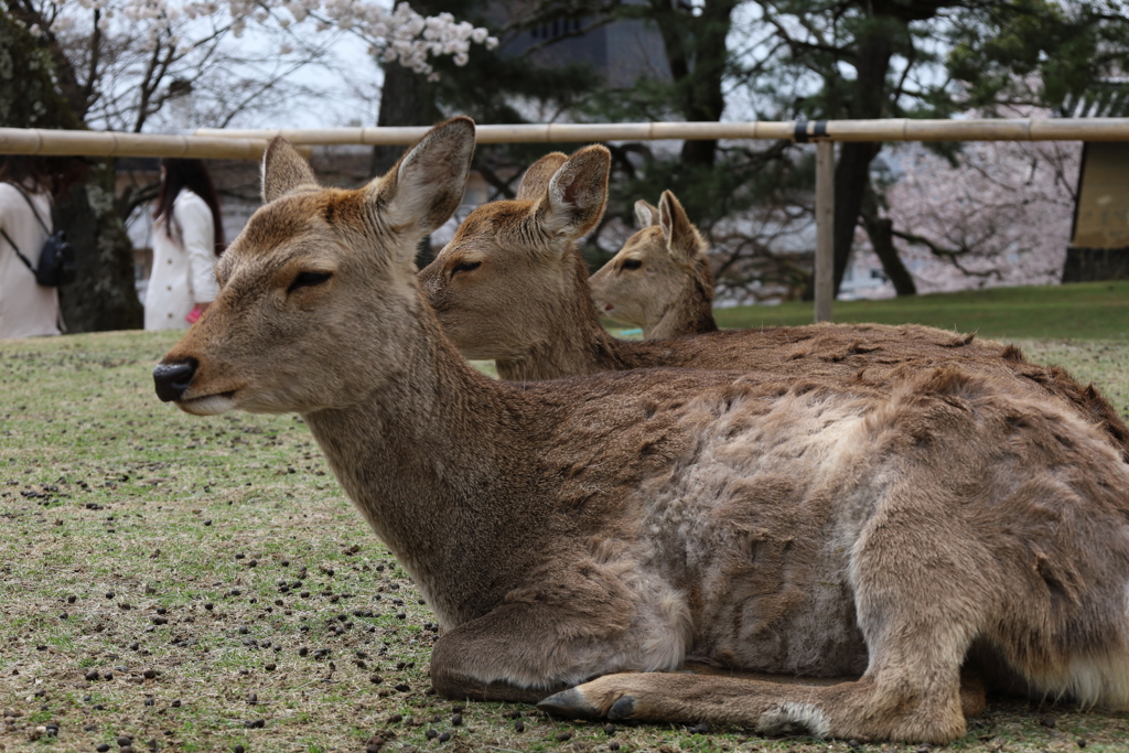 3頭揃い踏み