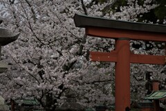 鳥居を囲む桜