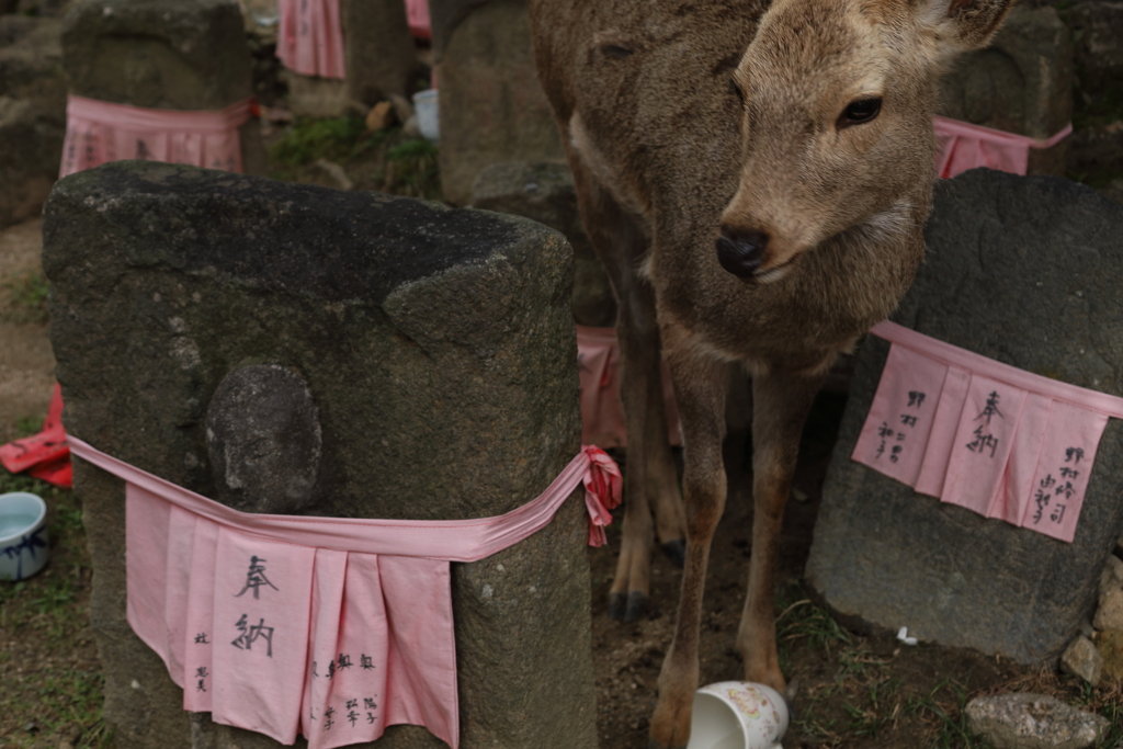 鹿と地蔵