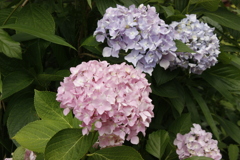 紫陽花