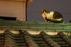 法善寺横丁の猫