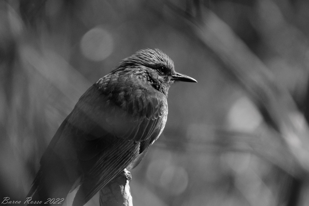 東京・ヒヨドリBW