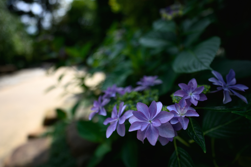 KAMAKURA-4