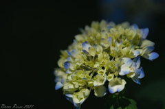 紫陽花①
