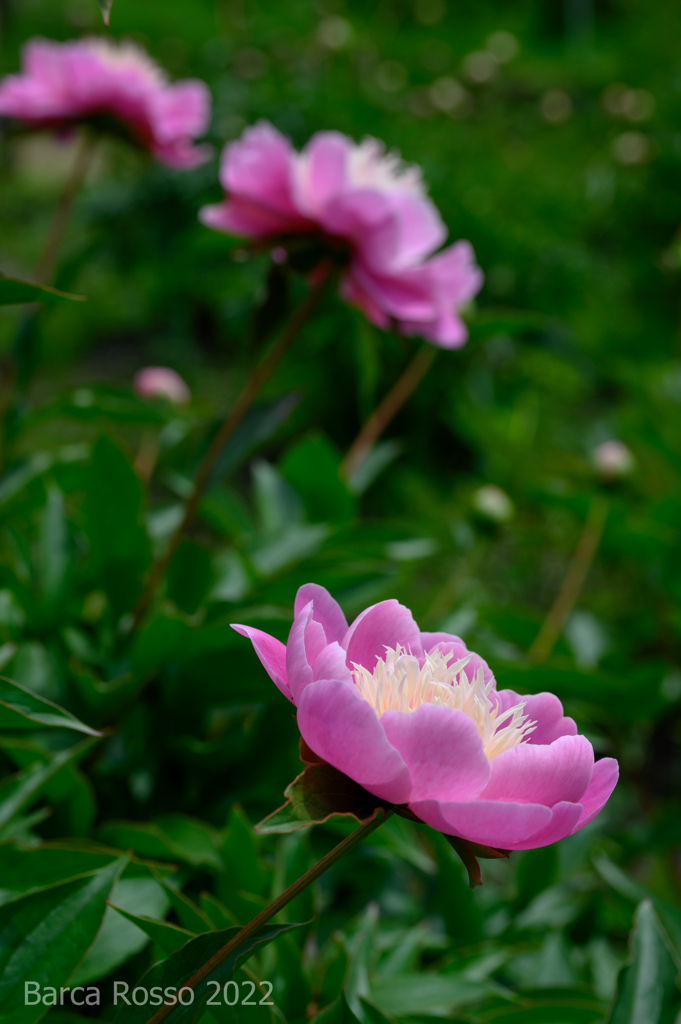 神代の芍薬