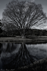 師走・昭和記念公園